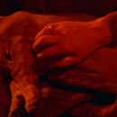 Los animales de Bergman: ‘Pasión’