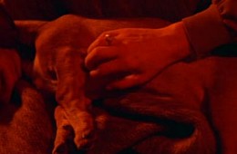 Especial: Los animales y el cine (5)