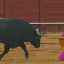 Ser toro